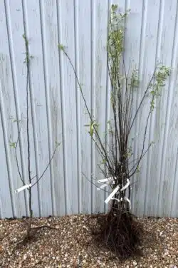 Quince Vranja Bare Root Fruit Trees 120-150cm 48-60in