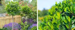 BUY BAY TREE TOPIARY PLANTS ONLINE FROM HOPES GROVE NURSERIES
