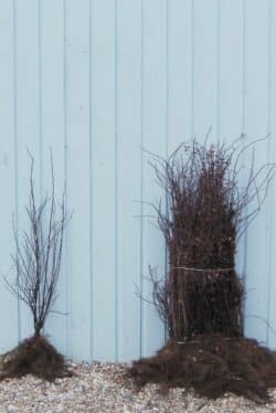 Berberis Green Bare Root Hedging 50-80cm 240-0in