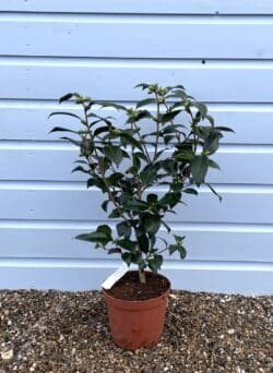 Camellia Ace Of Hearts Potted Camellias 30-50cm 144-0in