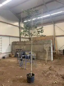 Holly Nellie Stevens Fresh Pleached Potted Pleached Trees Wide 1440-0in