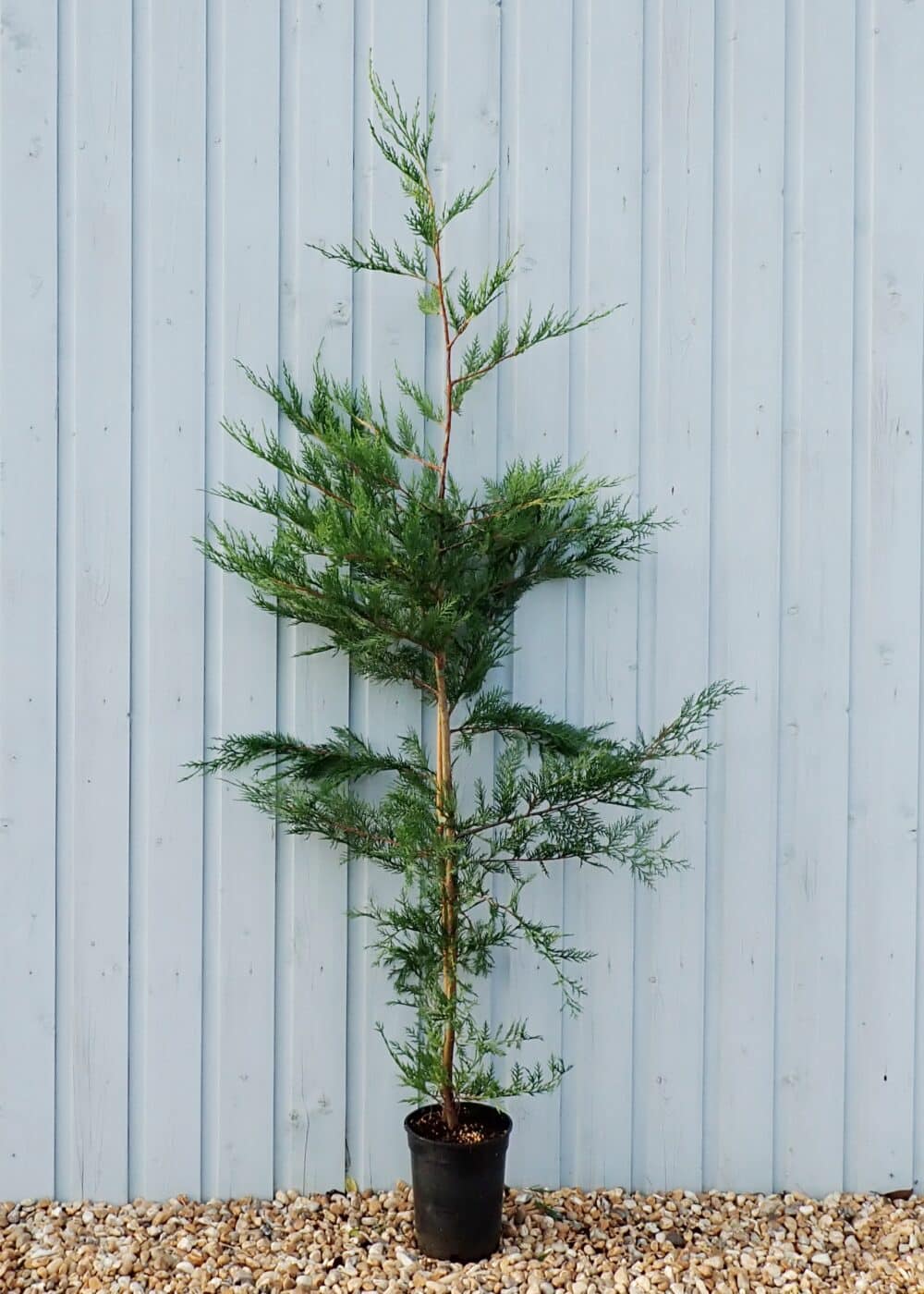10 X 60-90cms LEYLANDII GREEN EVERGREEN HEDGING CONIFERS 2LTR POTS 2-3ft