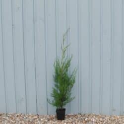 Leylandii Green Potted Hedging 60-80cm 24-36in