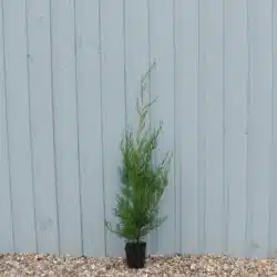 Leylandii Green Potted Hedging 60-80cm 24-36in
