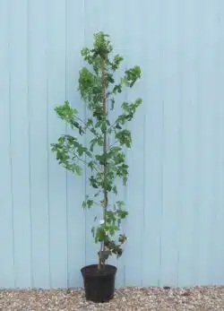 Liquidambar Styraciflua Potted Garden Trees 125-150cm 48-60in