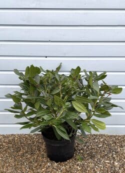 Viburnum Davidii Potted Ground Cover 40-50cm 192-0in