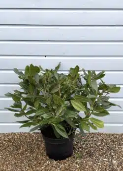 Viburnum Davidii Potted Ground Cover 40-50cm 192-0in