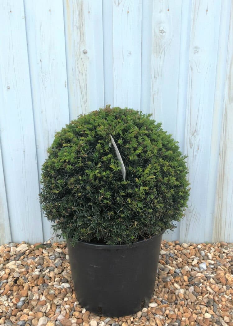 Buy Yew Topiary Balls Taxus Baccata Ball Shapes Hopes Grove Nurseries.