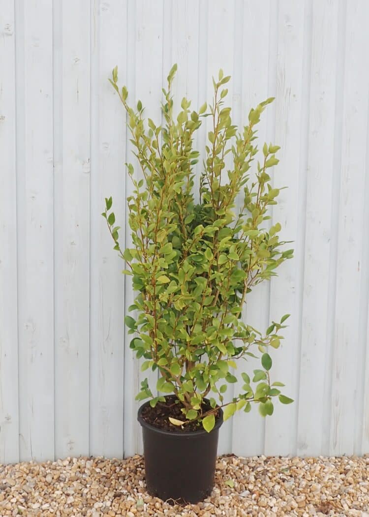 griselinia-hedge-new-zealand-privet-buy-griselinia-hedging