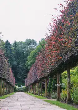 Purple Beech Fresh Pleached Rootball Pleached Trees Wide 1800-0in