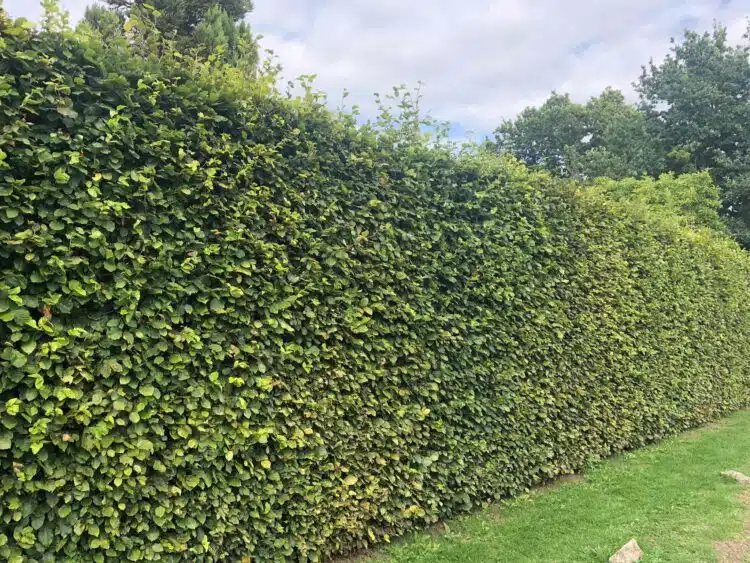 BEECH HEDGE FAGUS SYLVATICA