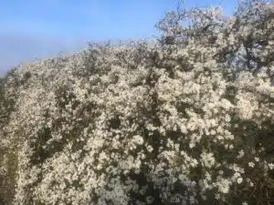 BLACKTHORN BLOSSOM, PRUNUS SPINOSA