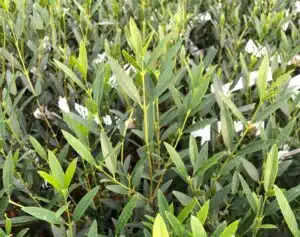 PHILLYREA ANGUSTIFOLIA