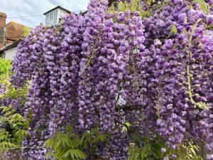 GROWING AND PRUNING WISTERIA