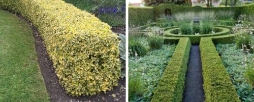ALTERNATIVES TO BOX HEDGING - HOPES GROVE NURSERIES