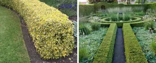 ALTERNATIVES TO BOX HEDGING - HOPES GROVE NURSERIES