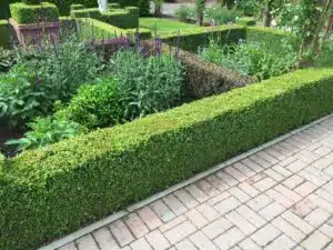 BUXUS SEMPERVIRENS, COMMON BOX 
