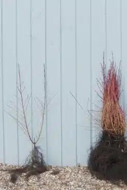 Dogwood Annys Winter Orange Bare Root Hedging 30-40cm 144-0in