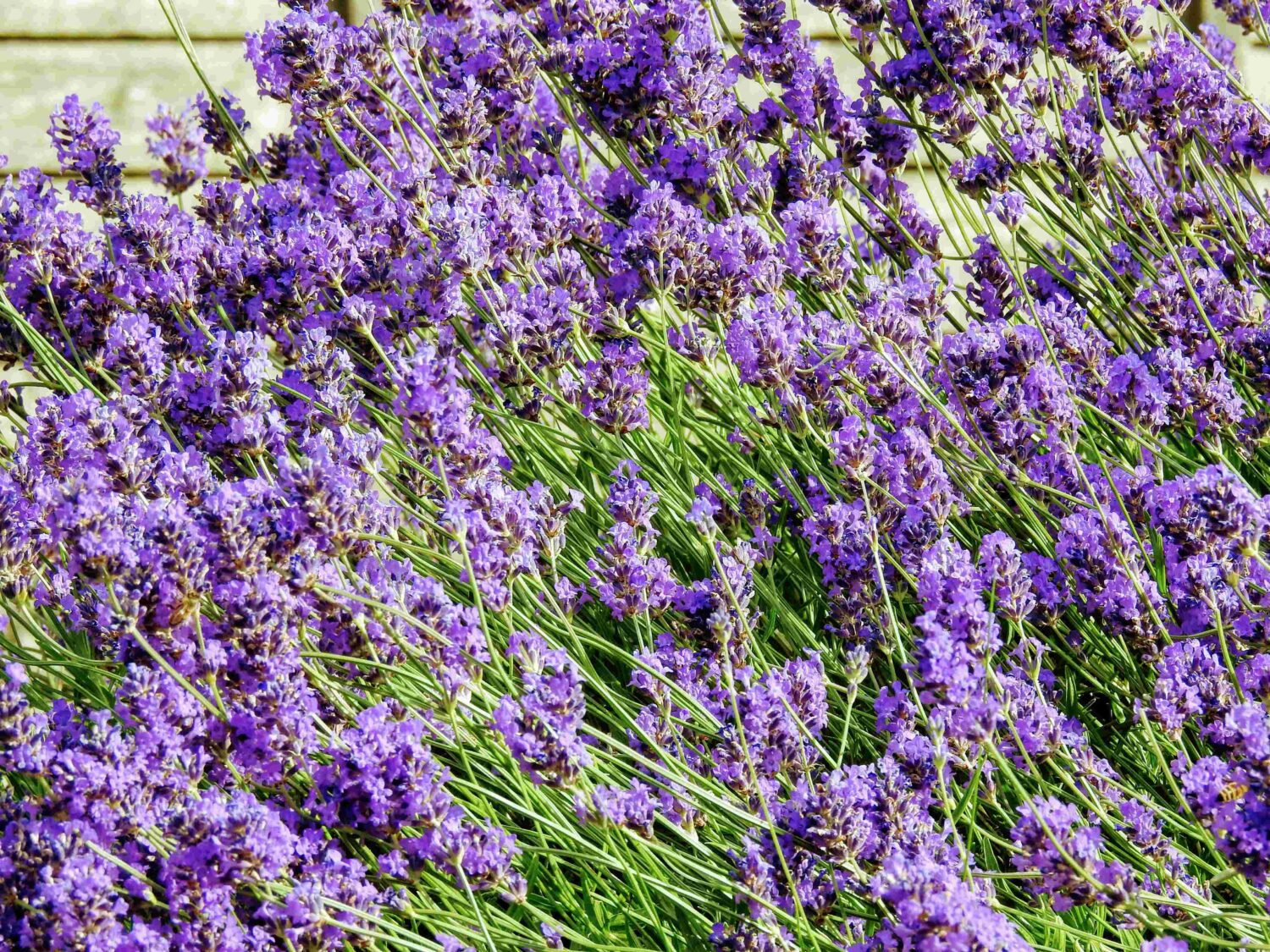 Lavender 'Dwarf Blue' - Lavandula angustifolia 'Dwarf Blue' - HGN