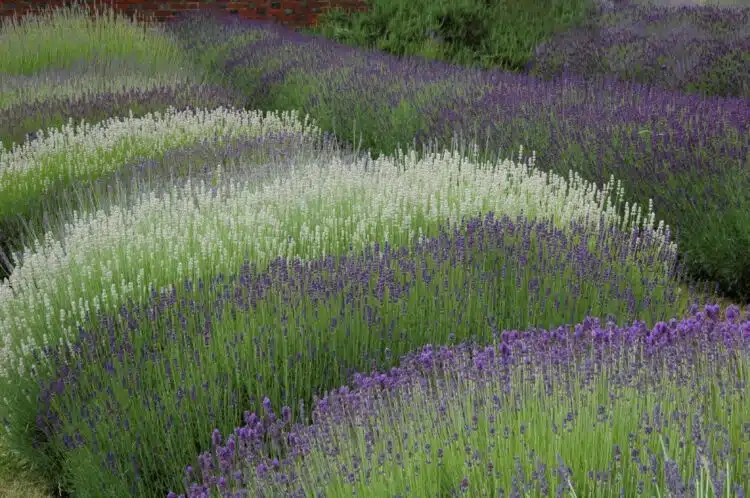 LAVANDULA 'MUNSTEAD'