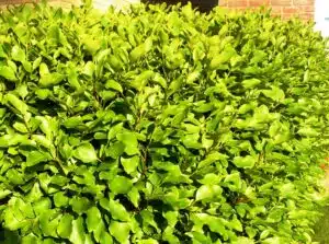 GRISELINIA LITTORALIS
