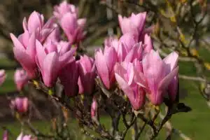MAGNOLIA HEAVEN SCENT