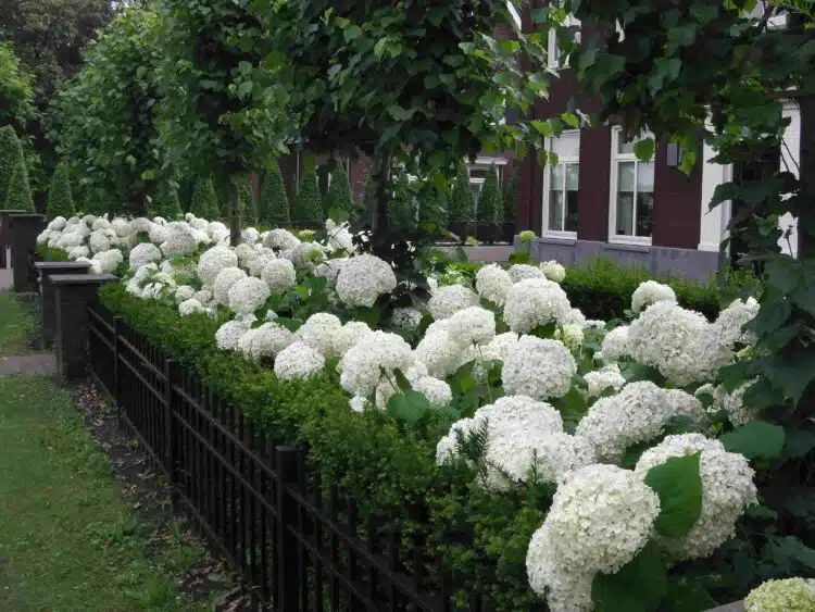 a flower filled hedge