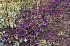 CORNUS ALBA KESSELRINGII BLACK STEMMED DOGWOOD