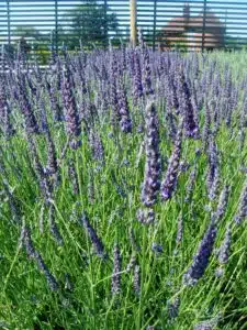 LAVANDULA 'GROSSO' GROWING ON THE NURSERY