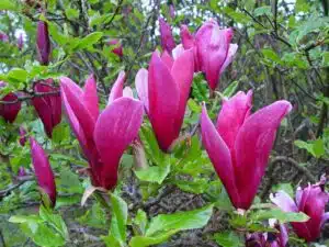 MAGNOLIA LILLIFLORA NIGRA