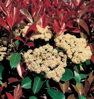 The Importance of Colourful Foliage - Hopes Grove Nurseries