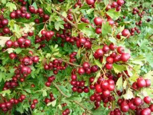 CRATAEGUS MONOGYNA, QUICKTHORN OR HAWTHORN