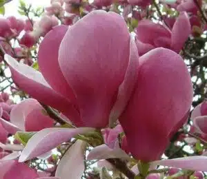 MAGNOLIA RUSTICA RUBRA