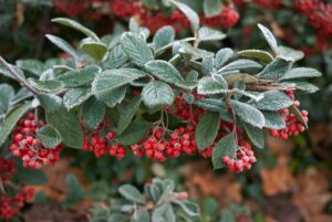 RED BERRIES OF COTONEASTER LACTEUS COVERED IN FROST