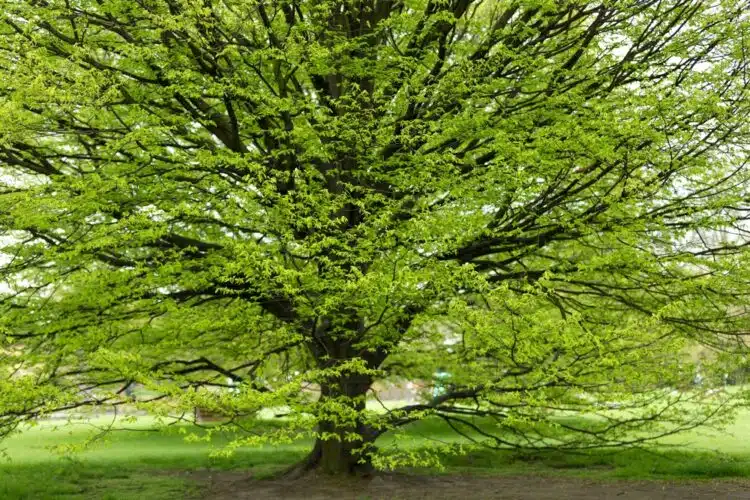 HORNBEAM - AS HARD AS NAILS