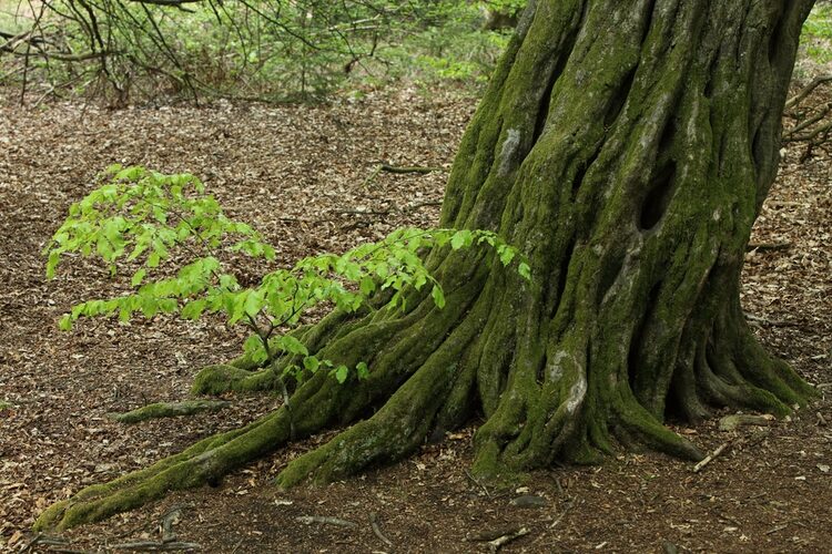 Hornbeam - as Hard as Nails - Hopes Grove Nurseries