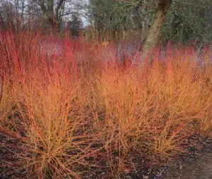 CORNUS MIDWINTER FIRE