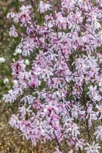 MAGNOLIA STELLATA