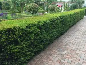 TAXUS BACCATA ENGLISH YEW