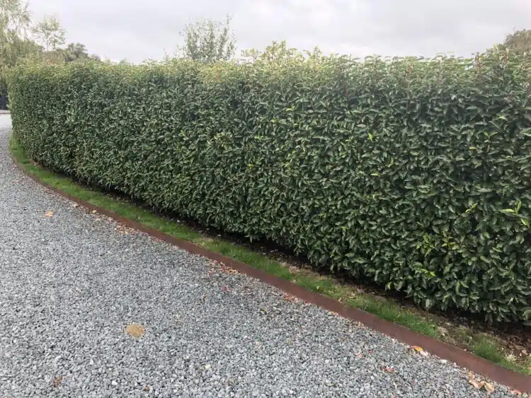 Portugues Laurel Hedge Prunus lusitanica 'Angustifolia'