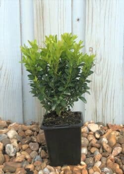Box Common Potted Hedging 12-20cm 60-0in
