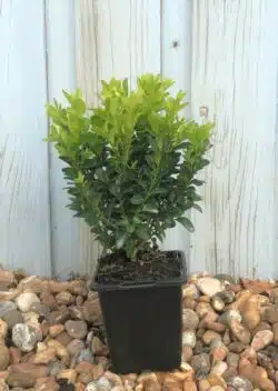 Box Common Potted Hedging 12-20cm 60-0in
