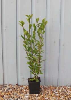 Griselinia Littoralis Potted Hedging 40-60cm 192-0in