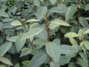 YOUNG SPRING GROWTH OF ELAEAGNUS EBBINGEI GROWN AS A PLEACHED TREE