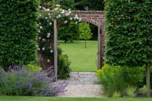 PLEACHED HORNBEAM TREES IN A WALLED GARDEN