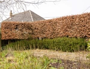 PLEACHED BEECH TREES (FAGUS SYLVATICA)