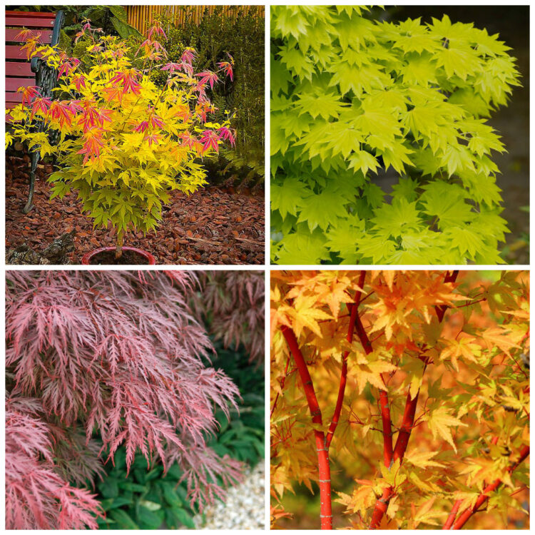 Acer Pack Of 5 Potted Bargain Packs 8357