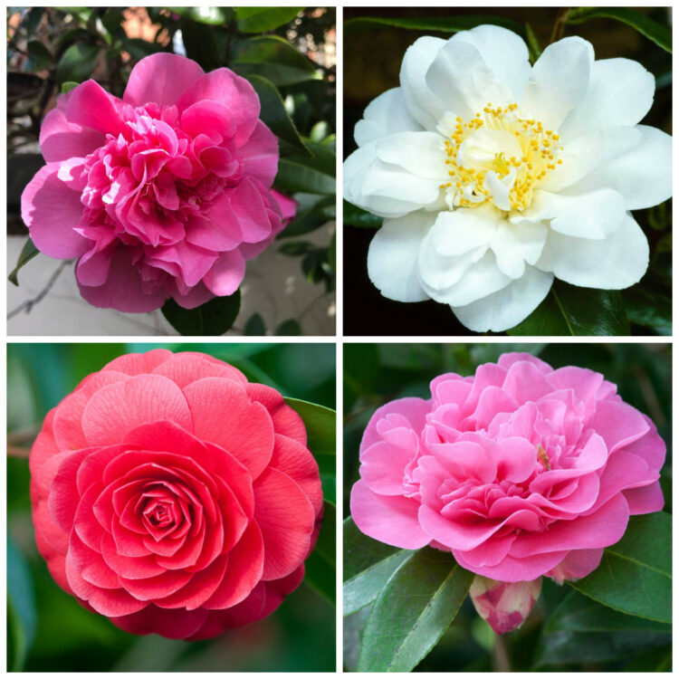 Camellia Pack Of 5 Potted Bargain Packs 8360