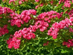 RED FLOWERS OF THE SCARLET HAWTHORN CRATAEGUS PAULS SCARLET GROWN AS A PLEACHED TREE