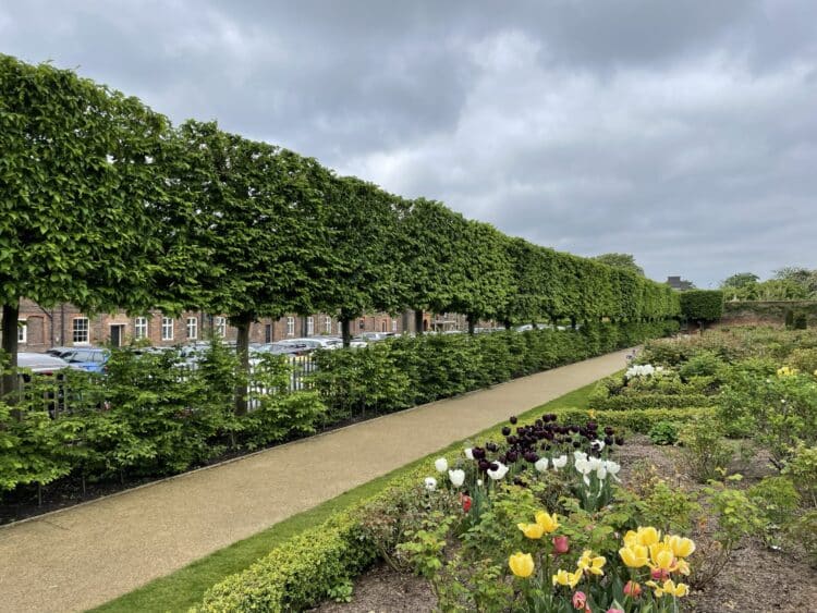 PLEACHED TREES THE GARDEN DESIGN FAVOURITE